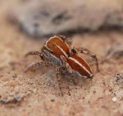 Male Attinella dorsata 192730362 by Tobi (he/him). Used under a CC BY 4.0 license.