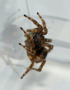 Attulus fasciger 108852638 by pzmyers. Used under a CC BY 4.0 license.