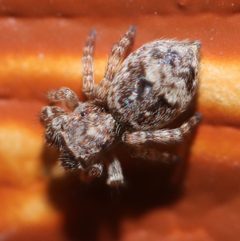 Attulus fasciger 81781045 by pzmyers. Used under a CC BY 4.0 license.