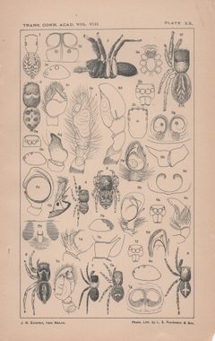New England spiders of the family Attidae - Plate 20 by James Henry Emerton
. Used under a Public domain license.