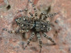 Attulus pubescens 78405584 by Gilles San Martin. Used under a CC BY-SA 4.0 license.