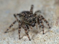 Attulus pubescens 78405597 by Gilles San Martin. Used under a CC BY-SA 4.0 license.