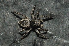 Attulus pubescens Bytom by Adrian Tync. Used under a CC BY-SA 4.0 license.
