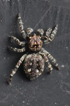 Attulus pubescens subadult male dorsal Bytom by Adrian Tync. Used under a CC BY-SA 4.0 license.