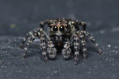 Attulus pubescens subadult male front Bytom by Adrian Tync. Used under a CC BY-SA 4.0 license.