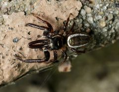 Bagheera prosper 11127849 by Meghan Cassidy. Used under a CC BY-SA 4.0 license.