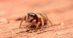 Adult female Chalcoscirtus diminutus face by Salticidude. Used under a CC BY-SA 4.0 license.