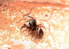 Adult male Chalcoscirtus diminutus dorsal by Salticidude. Used under a CC BY-SA 4.0 license.