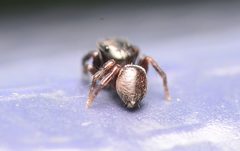Adult male Chalcoscirtus diminutus dorsal2 by Salticidude. Used under a CC BY-SA 4.0 license.