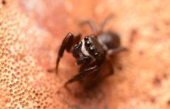 Adult male Chalcoscirtus diminutus face by Salticidude. Used under a CC BY-SA 4.0 license.