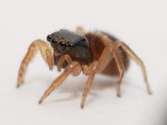 Female Chalcoscirtus diminutus 198408246 by Tobi (he/him). Used under a CC0 license.