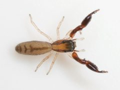 Cheliferoides longimanus 01 by Mike Quinn. Used under a CC0 license.