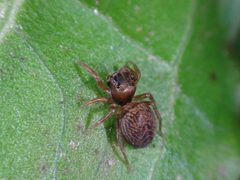 Chinattus parvulus 8987812 by Chris Kratzer. Used under a CC BY-SA 4.0 license.
