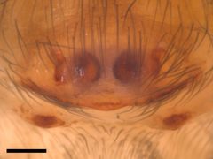 Chinattus parvulus epigyne by Kaldari. Used under a CC0 license.