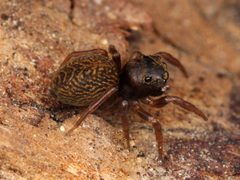 Chinattus parvulus female 01 by Kaldari. Used under a CC0 license.