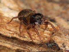 Chinattus parvulus female 02 by Kaldari. Used under a CC0 license.