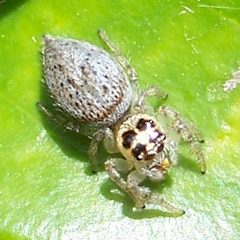 Thiodina hespera-Female-1 by Eugene Zelenko. Used under a CC BY-SA 4.0 license.