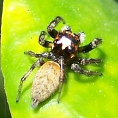 Thiodina hespera-Male-1 by Eugene Zelenko. Used under a CC BY-SA 4.0 license.