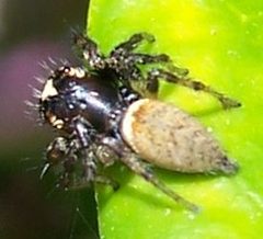Thiodina hespera-Male-2 by Eugene Zelenko. Used under a CC BY-SA 4.0 license.