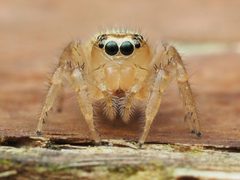 Colonus puerperus 111736188 by Zygy. Used under a CC0 license.