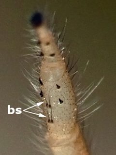 Colonus puerperus female tibia by Kaldari. Used under a Public domain license.
