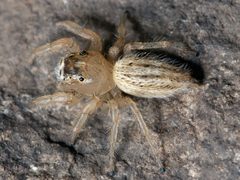 Thiodina puerpera female 02 by 
Ryan Kaldari. Used under a Public domain license.