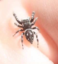 Dendryphantes-nigromaculatus iNatObs13722738-A by Scott Loarie. Used under a CC0 license.