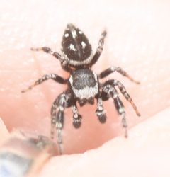 Dendryphantes-nigromaculatus iNatObs13722738-B by Scott Loarie. Used under a CC0 license.