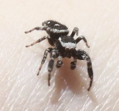 Dendryphantes-nigromaculatus iNatObs13722738-C by Scott Loarie. Used under a CC0 license.