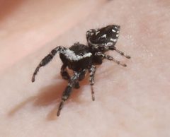 Dendryphantes nigromaculatus 20218466 by Scott Loarie. Used under a CC0 license.