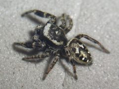 NA13-6344 Dendryphantes nigromaculatus male by Wayne Maddison. Used under a CC BY 3.0 license.