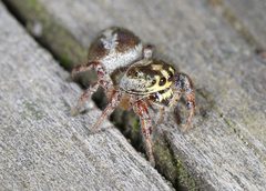 Eris floridana 42874834 by Judy Gallagher. Used under a CC BY 4.0 license.