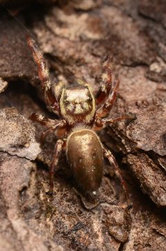 Eris floridana adult male dorsal by Salticidude. Used under a CC BY-SA 4.0 license.