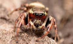 Eris floridana adult male face by Salticidude. Used under a CC BY-SA 4.0 license.