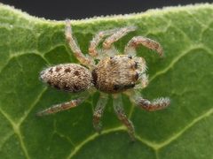 Juvenile Eris militaris 146477688 by Zygy. Used under a CC0 license.