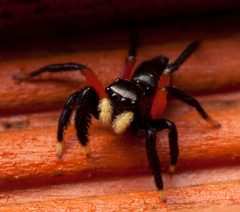 Euophrys monadnock by Marc Dufour (User:Marcybob). Used under a CC BY-SA 3.0 license.