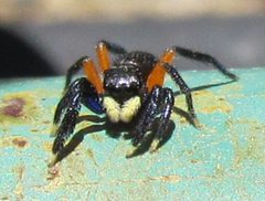 Euophrys monadnock male by Zach Norstedt. Used under a CC BY-SA 3.0 license.