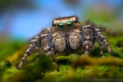Evarcha proszynskii - Adult Male Jumping Spider - Oregon by Thomas Shahan. Used under a CC BY 2.0 license.