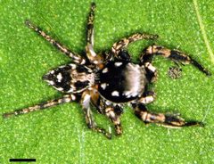 Edwards Habronattus brunneus 01 by Photographed by G. B. Edwards. Used under a CC BY 3.0 license.