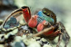 Habronattus americanus - male jumping spider - Montana by Thomas Shahan 3. Used under a CC BY 2.0 license.