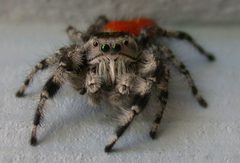 Kingdesmond Phidippus by Desmond Talkington (en:User:Kingdesmond). Used under a CC BY-SA 2.5 license.