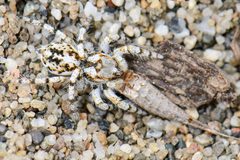 Habronattus amicus 5118478 by Marshal Hedin. Used under a CC BY-SA 4.0 license.