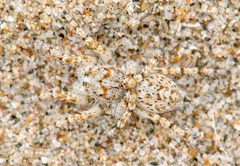 Habronattus amicus 5118482 by Marshal Hedin. Used under a CC BY-SA 4.0 license.