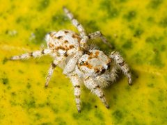 Kaldari Habronattus amicus female 01 by Ryan Kaldari. Used under a CC0 license.