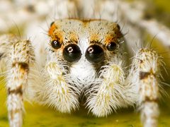 Kaldari Habronattus amicus female 02 by Ryan Kaldari. Used under a CC0 license.