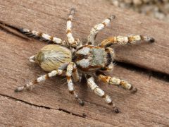 Kaldari Habronattus amicus male 01 by Ryan Kaldari. Used under a CC0 license.