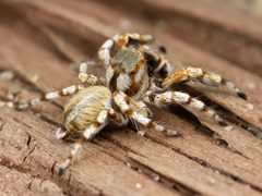 Kaldari Habronattus amicus male 02 by Ryan Kaldari. Used under a CC0 license.