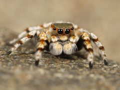 Kaldari Habronattus amicus male 04 by Ryan Kaldari. Used under a CC0 license.