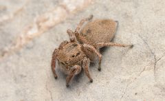 Adult female Habronattus borealis dorsal by Salticidude. Used under a CC BY-SA 4.0 license.