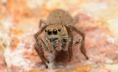 Adult female Habronattus borealis face by Salticidude. Used under a CC BY-SA 4.0 license.